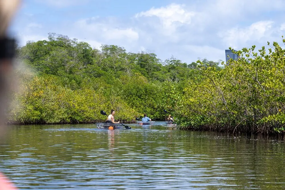 People are kayaking through a tranquil mangrove forest under a clear blue sky