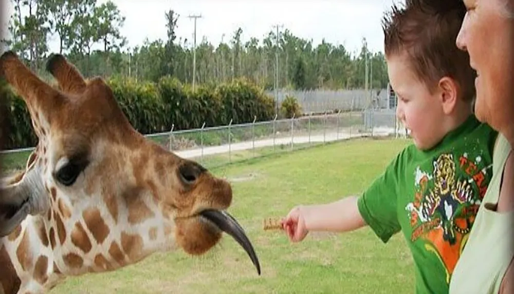 A young child with an excited expression is feeding a giraffe that is sticking out its tongue to grab the food