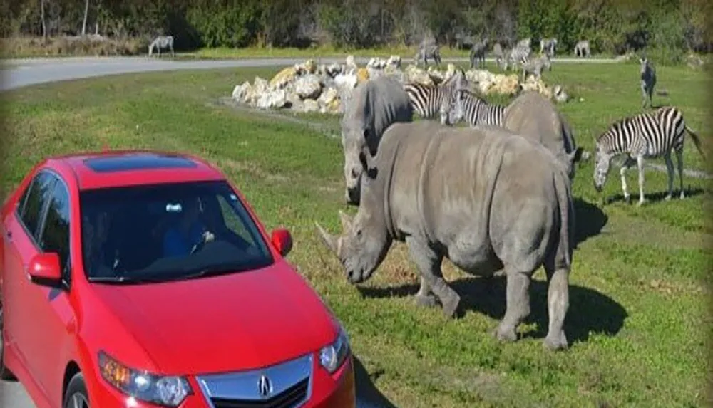 A red car is parked on a grassy area near a group of rhinoceroses and zebras