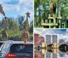 A group of giraffes is standing near parked cars on a sunny day in a natural setting