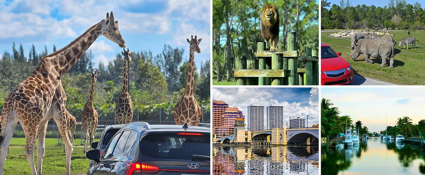 Best Fort Lauderdale Beach, Lion Country Safari and Palm Beach Day Tour