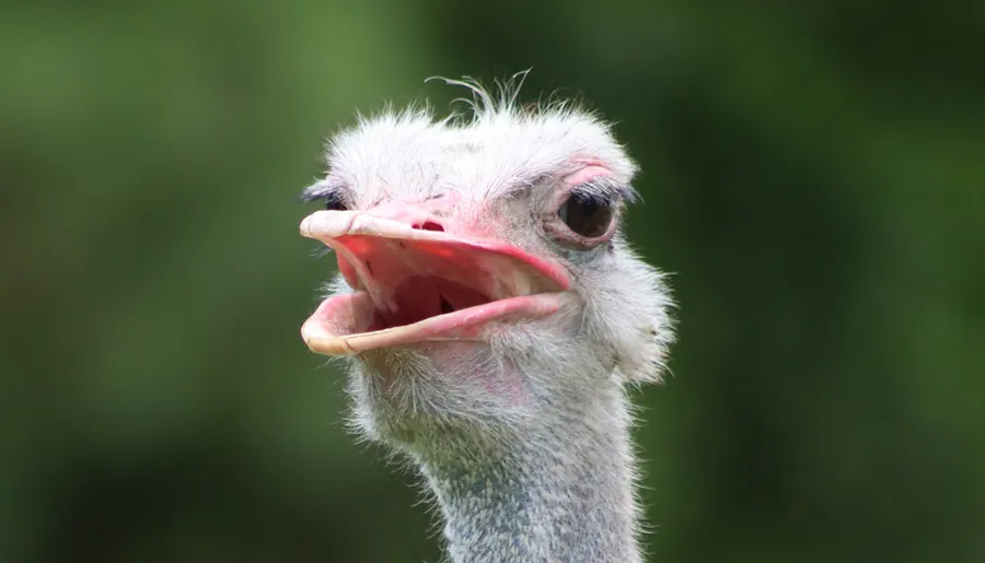 A close-up of an ostrich with its mouth open against a blurred green background.