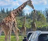 A group of giraffes is standing near parked cars on a sunny day in a natural setting