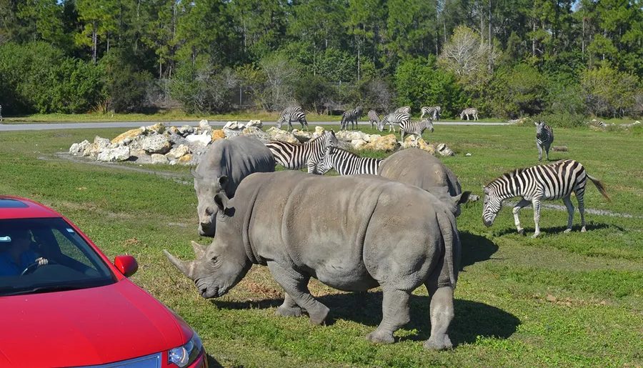 A red car is parked near a group of rhinoceroses and zebras grazing on a grassy area.