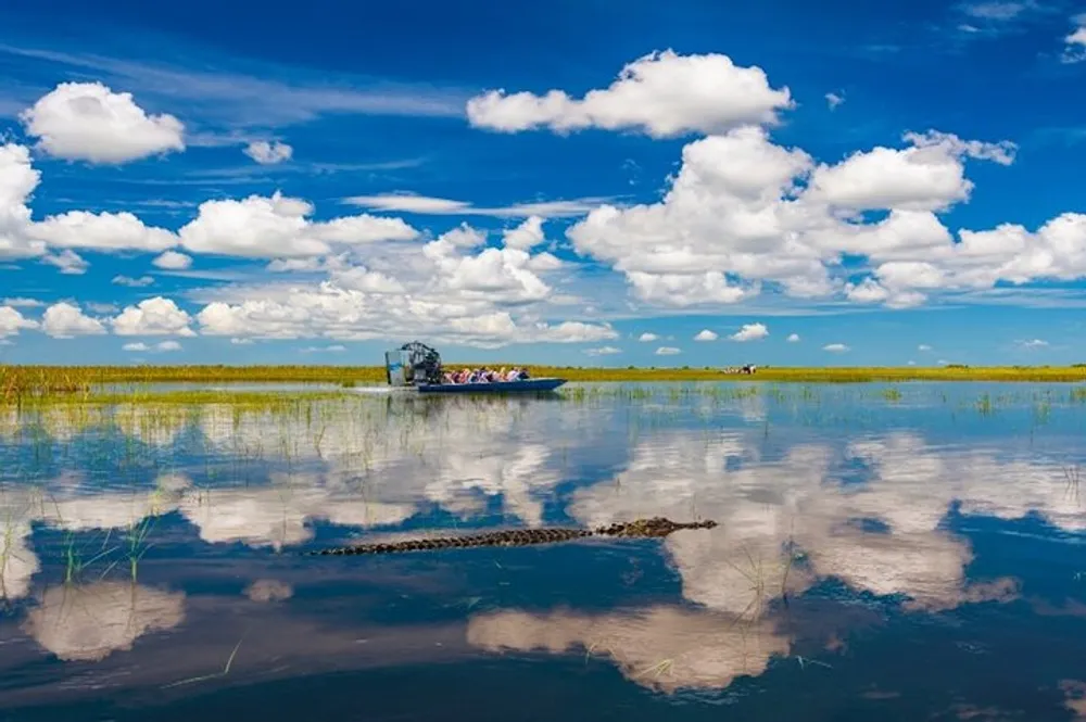 An airboat tours a tranquil expansive wetland with clear reflections of the sky and clouds in the water while an alligator swims in the foreground