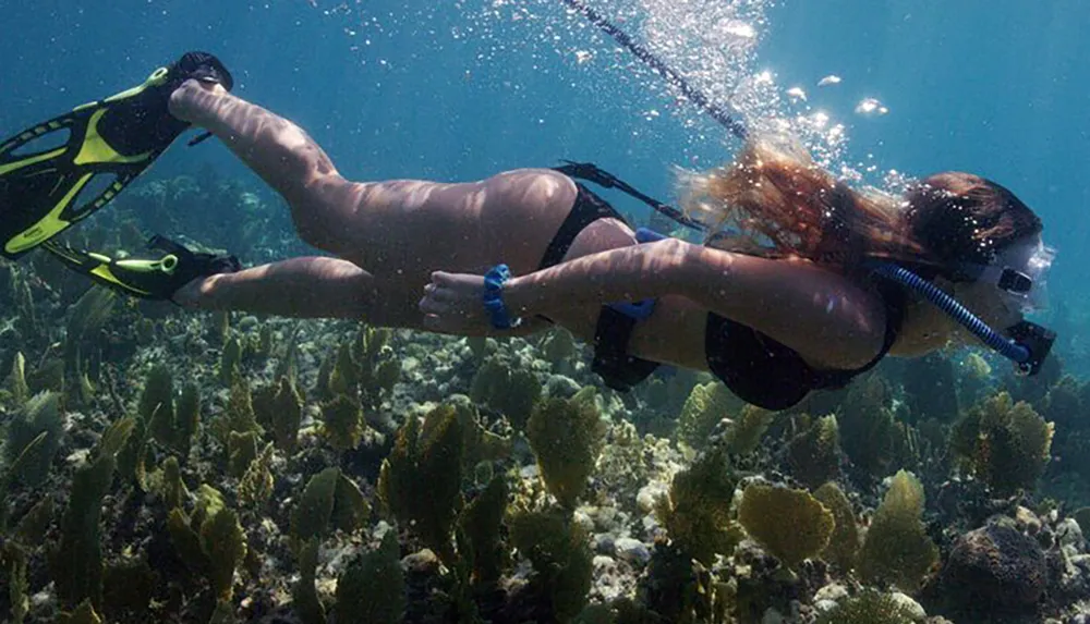 A person is snorkeling above a coral reef in clear blue waters