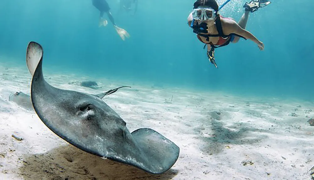 A person snorkeling observes a stingray gliding along the sandy seabed in a clear underwater scene