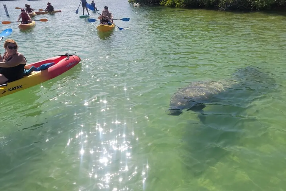 The image shows a group of people in kayaks observing a large manatee in clear sunlit waters