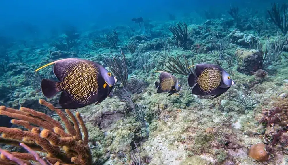 Three French angelfish swim among coral and sea plants in a vibrant underwater seascape