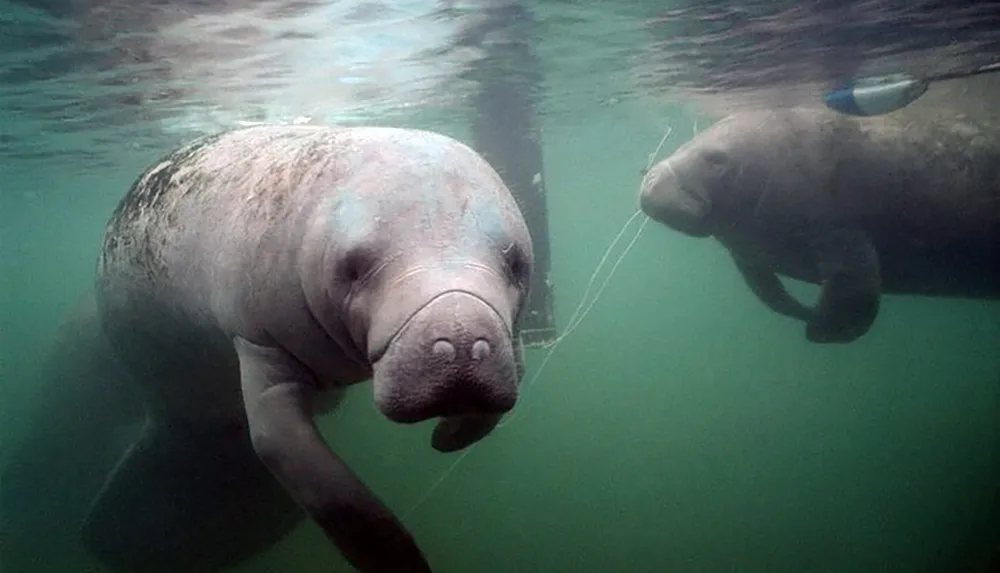 Two manatees are swimming in the green-tinted waters with one facing the camera and the other in the background