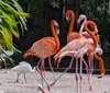 The image shows a close-up of a vibrant red flamingo in the foreground with its beak near the center of the frame and another flamingo in the background creating an artistic composition