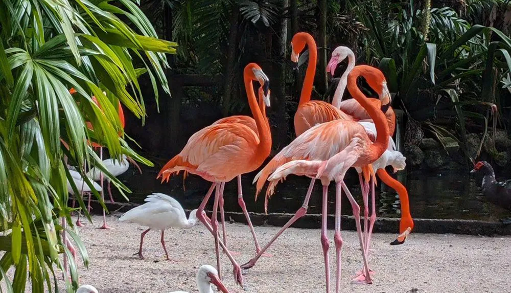 A group of vibrant pink flamingos stands by the water amidst green foliage accompanied by several white birds likely ibises