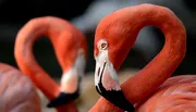 The image shows a close-up of a vibrant red flamingo in the foreground with its beak near the center of the frame and another flamingo in the background, creating an artistic composition.
