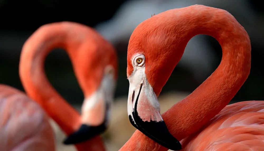 The image shows a close-up of a vibrant red flamingo in the foreground with its beak near the center of the frame and another flamingo in the background creating an artistic composition