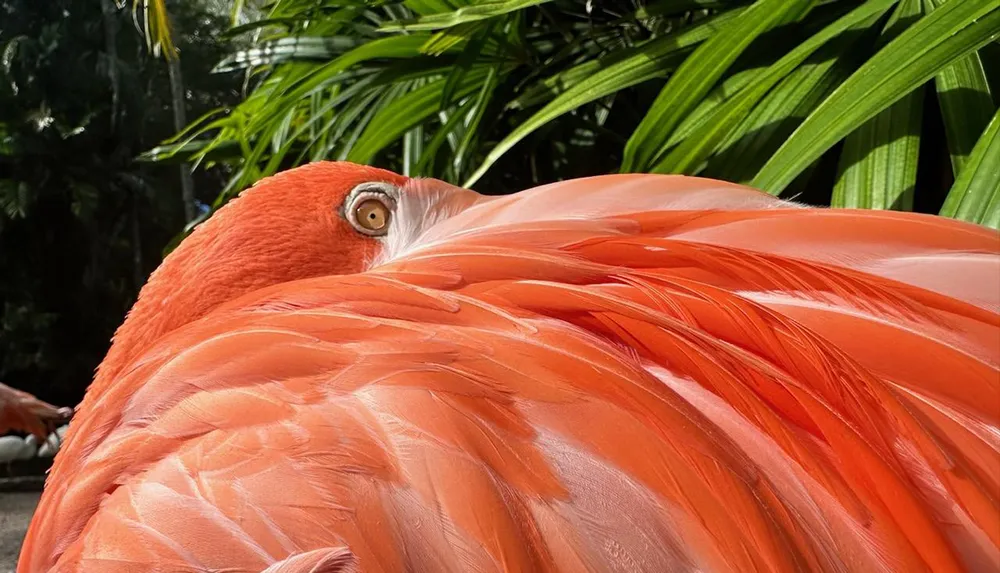 A vibrant pink flamingo rests with its head nestled in its feathers its observant eye gazing towards the viewer