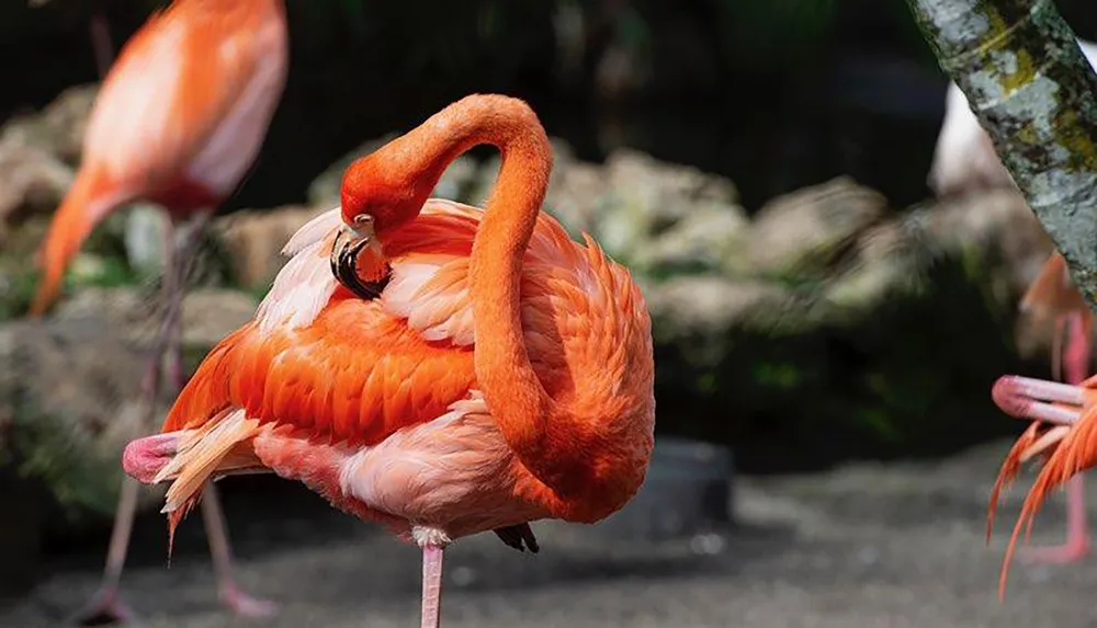 A flamingo stands on one leg while preening its feathers with beak amidst other flamingos in what appears to be a zoo or nature reserve setting