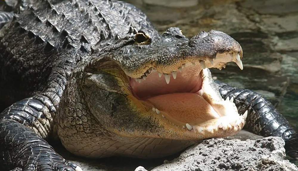 A close-up of a crocodile with its mouth wide open resting on a rocky surface