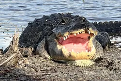 Popular Paseos en Hidrodeslizadores (Airboats)