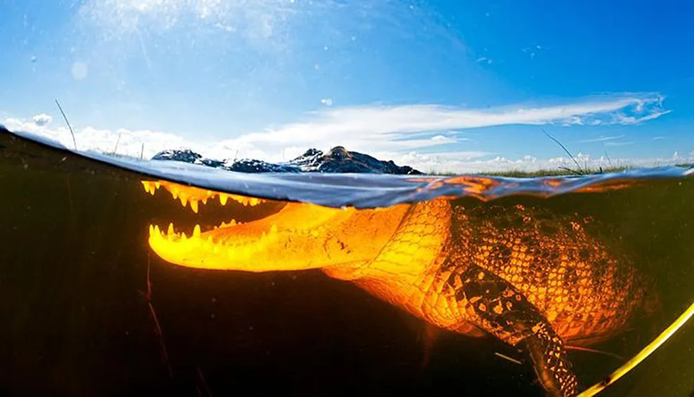 The image shows a split-level view of a crocodile submerged underwater with its jagged teeth visible against a backdrop of a clear sky and mountains above the surface