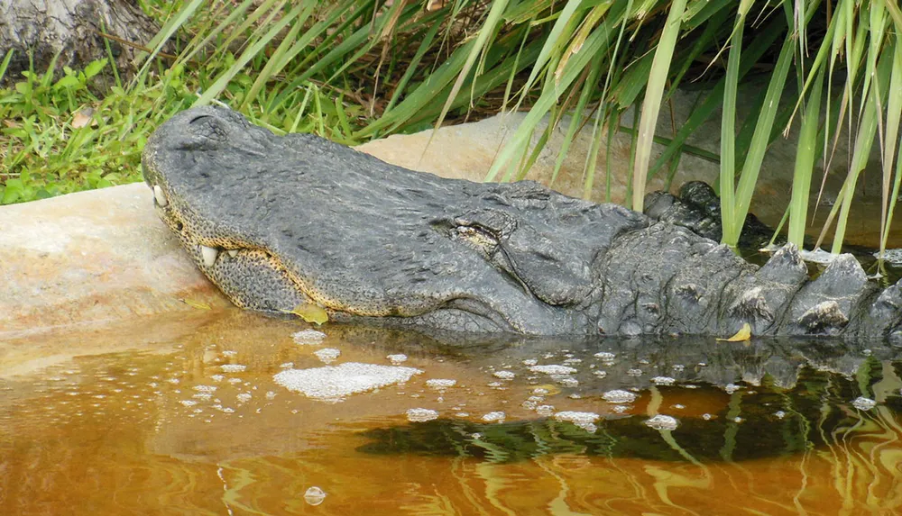 A large alligator is resting at the waters edge with its snout extending over a rock