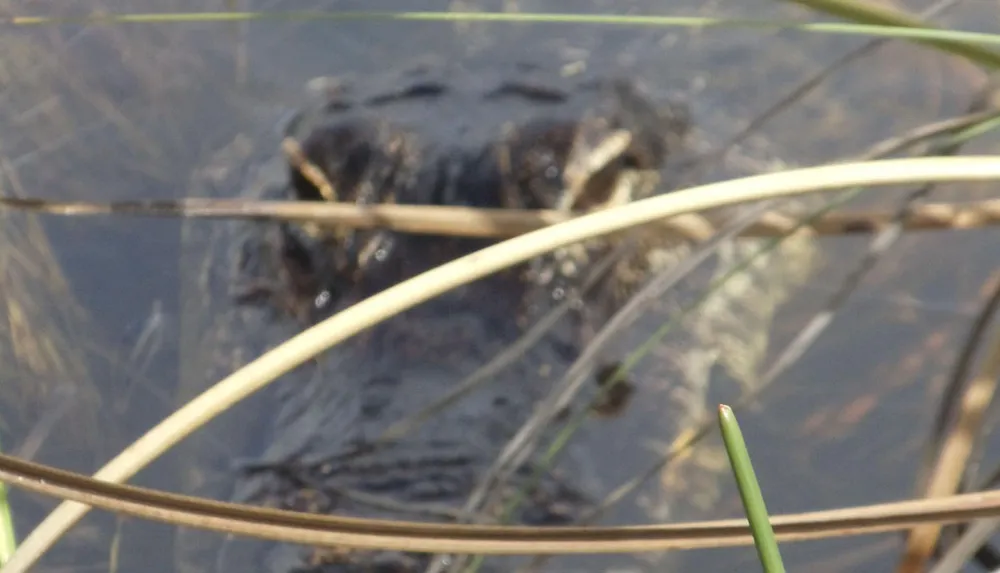 An alligators head is partially submerged in water peeking through some reeds