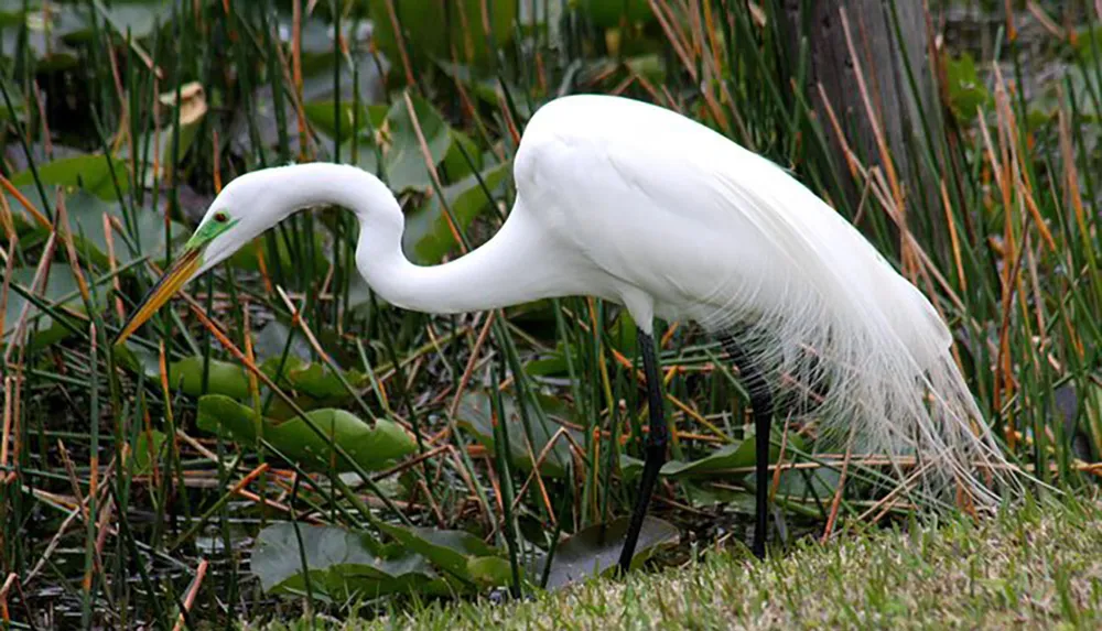 A great egret is poised gracefully at the waters edge among wetland vegetation