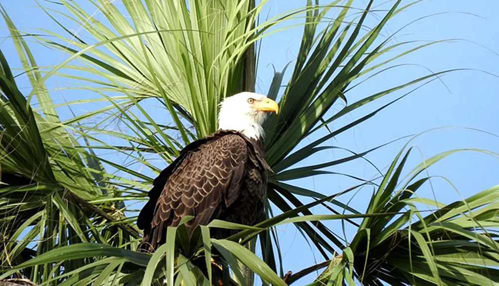 A bald eagle perches amidst the fronds of a palm tree against a clear blue sky