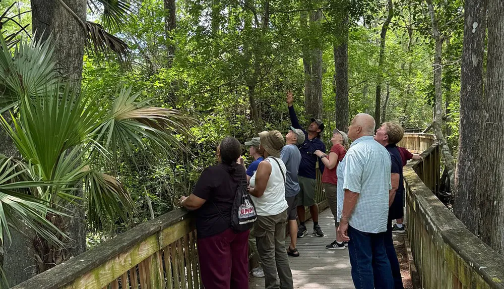 A group of people is attentively observing something in a forested area from a wooden boardwalk