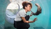 A person is smiling and interacting with a playful sea lion through a transparent underwater tunnel.