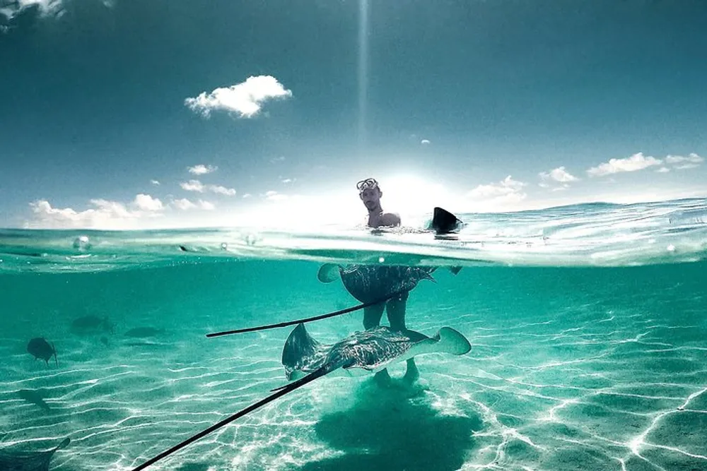 The image shows a split view above and below the oceans surface with a person floating and marine life including rays visible in the clear sunlit water below