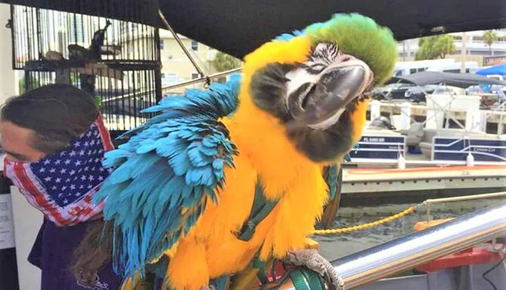 A person wearing a mask with an American flag design stands behind a vibrantly colored parrot perched on a railing possibly at a marina