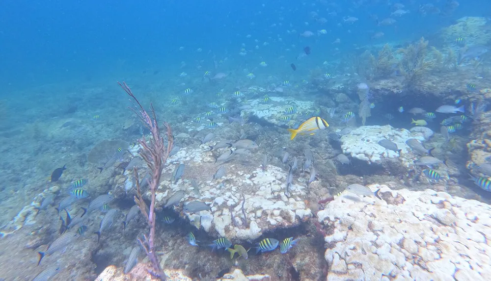 The image displays a vibrant underwater scene with a variety of tropical fish swimming among coral formations