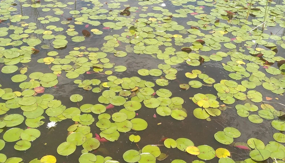 The image shows a calm water surface densely populated with green water lily pads with a single white lily flower in bloom