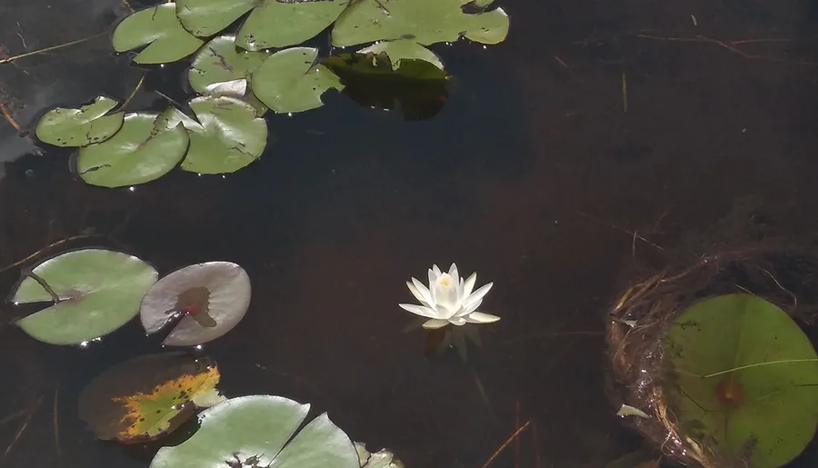 A serene water lily blooms among floating lily pads on the calm surface of a pond.