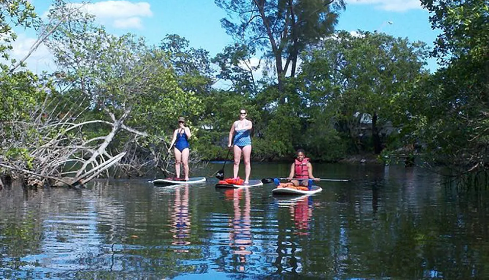 Three people are stand-up paddleboarding on a calm waterway with trees and foliage in the background