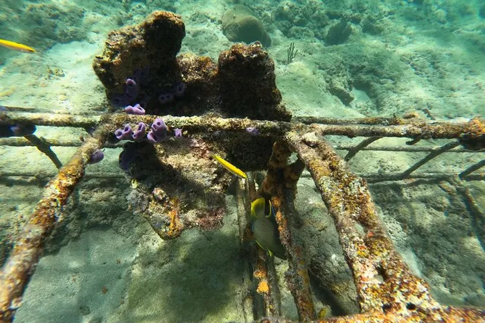 Public Guided Snorkel Tour of Fort Lauderdale's Reefs Photo