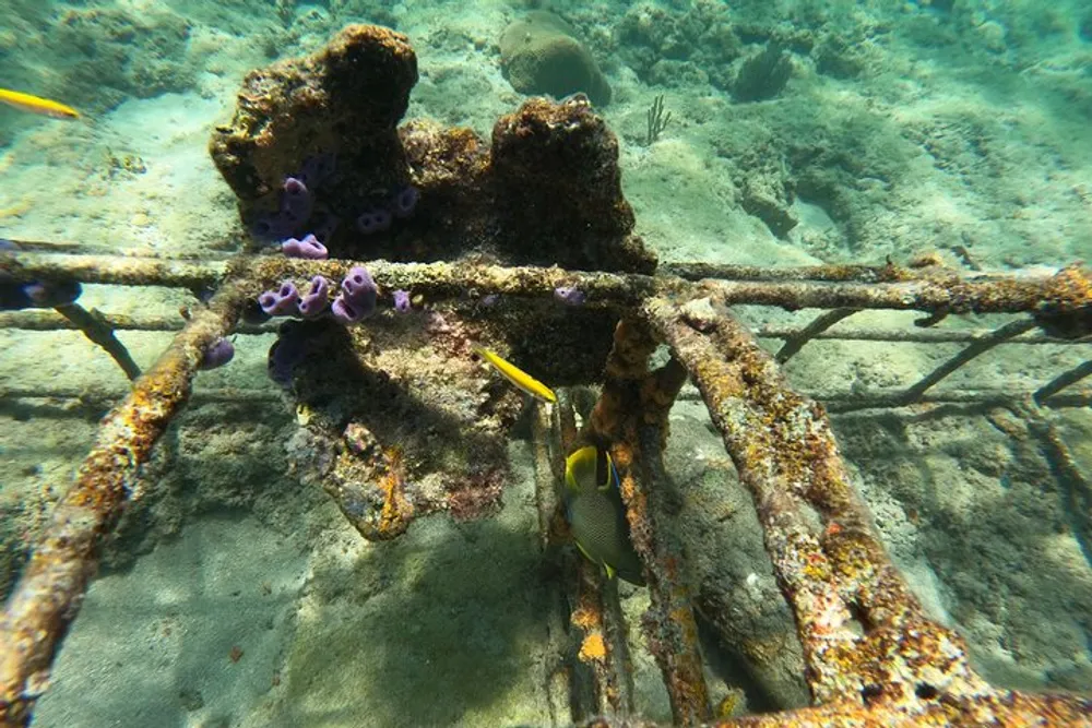 This is an underwater image showing colorful fish swimming near a coral-covered structure with rusted bars possibly a man-made object that has become part of the reef ecosystem