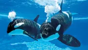 Two orcas are swimming in clear blue water, with one expelling air through its blowhole.
