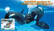 The image shows two orcas swimming underwater with a superimposed smaller photo of people enjoying a water ride, accompanied by a quote praising the experience for families and marine life enthusiasts.