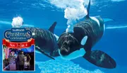 The image is an advertisement for SeaWorld's Christmas celebration featuring a couple looking at Christmas lights superimposed on a photo of orcas swimming in clear blue water.