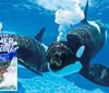 The image is a promotional advertisement showcasing orcas underwater next to an inset image of people enjoying a water ride highlighting SeaWorlds Summer Spectacular event from May 23 to August 3