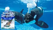 The image is a promotional advertisement showcasing orcas underwater next to an inset image of people enjoying a water ride, highlighting SeaWorld's 'Summer Spectacular' event from May 23 to August 3.