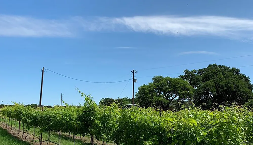 The image shows a lush vineyard under a clear blue sky with some clouds bordered by trees and accompanied by utility poles and wires