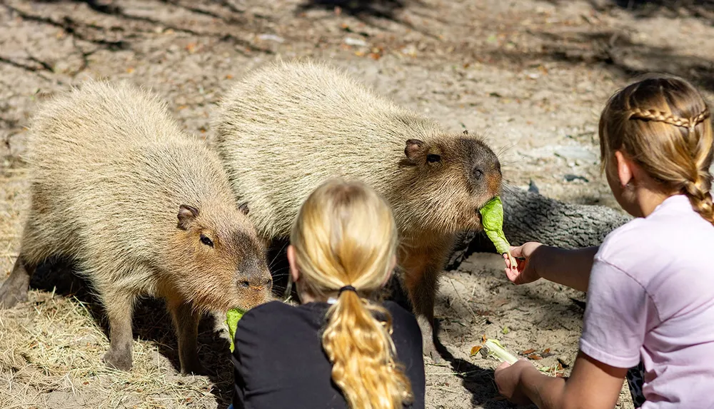 Two children are feeding lettuce to a pair of capybaras in a sunny outdoor setting
