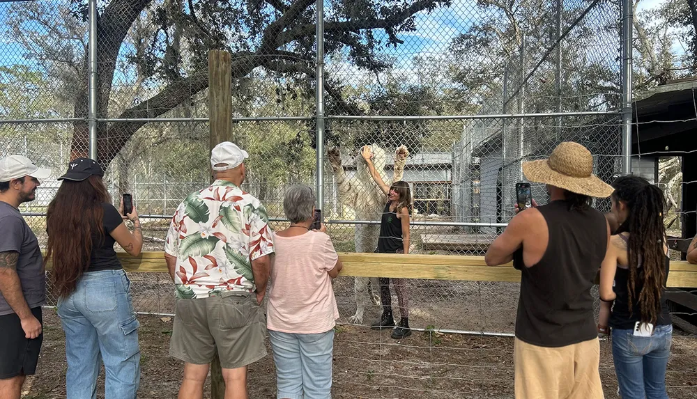 A group of people are watching and taking photos of a person interacting with a white lion through a chain-link fence at a zoo or wildlife park