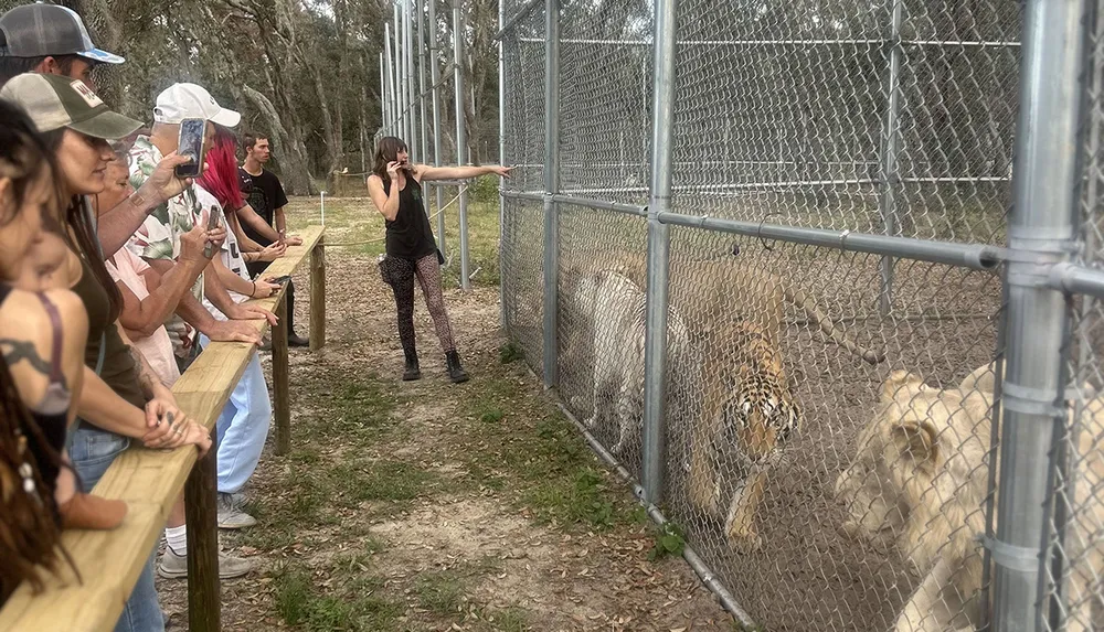 A group of people look on as a woman interacts with big cats including a tiger and a lion through a fence at an outdoor enclosure