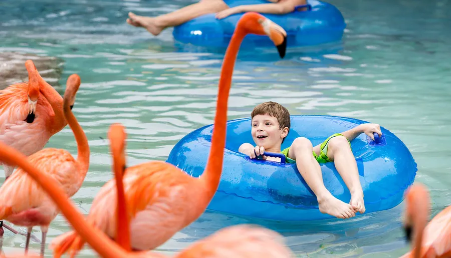 A child floats on a blue inflatable ring in a pool surrounded by flamingos.