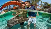 A man and a young boy are enjoying interacting with stingrays in a clear pool at a water park, with slides and palm trees in the background.