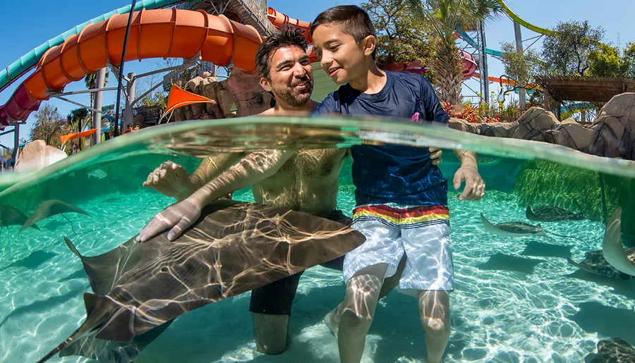 A man and a young boy are enjoying interacting with stingrays in a clear pool at a water park, with slides and palm trees in the background.