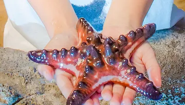 San Antonio Aquarium, San Antonio's Best & Most Hands On Aquarium Photo
